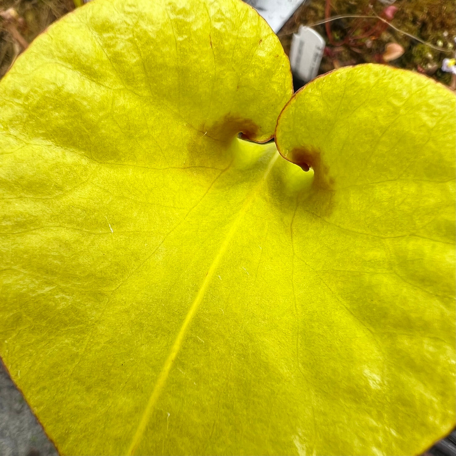 Sarracenia flava v. rugelii “Okaloosa Co, FL” Potted