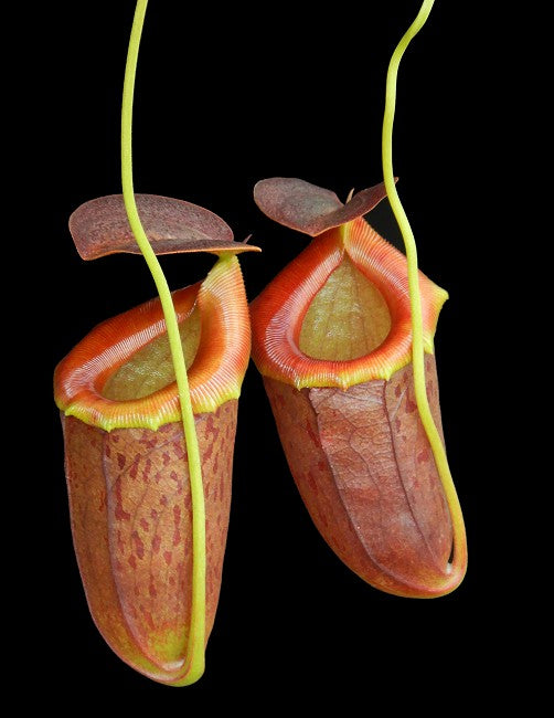 Nepenthes burkei x tenuis Potted