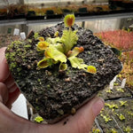 Dionaea Cup Trap