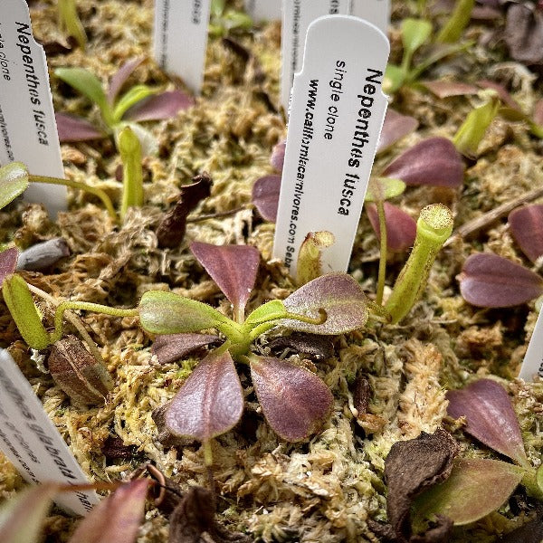 Nepenthes zakariana ‘Mamut’ Potted