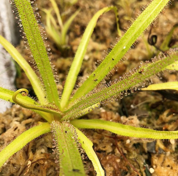 Drosera regia sundew