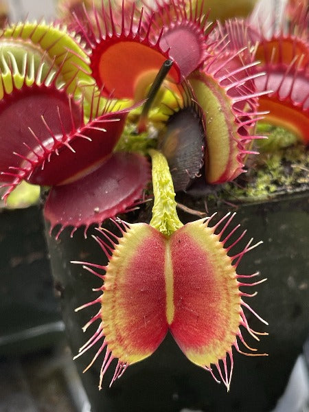 Dionaea Dragons Breath