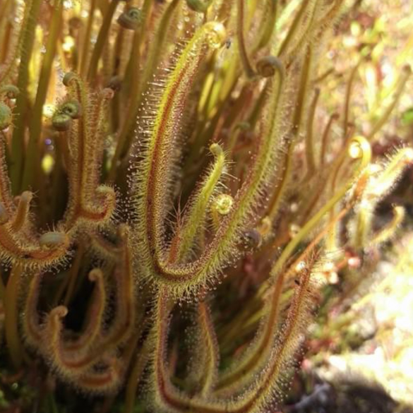 Drosera dichotoma T-Form Sundew