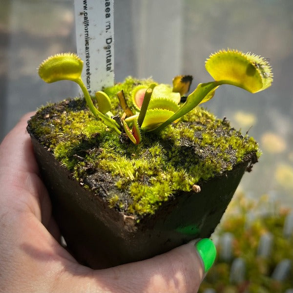 Dionaea dentata
