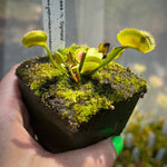 Dionaea dentata