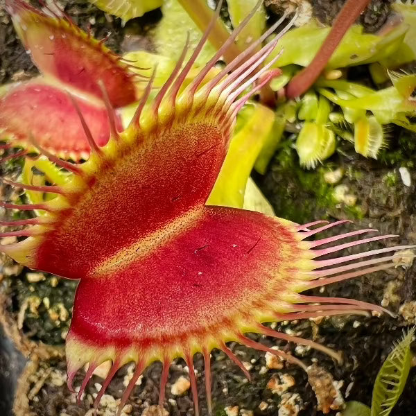 Dionaea Sasquatch