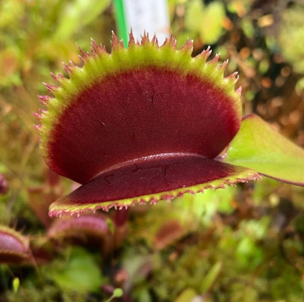 Dionaea Gold Strike