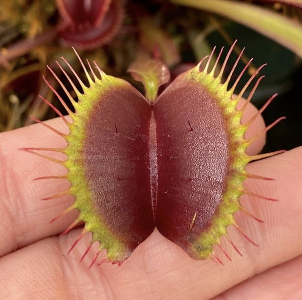 hoppe forstørrelse håndjern Dionaea m. Red Dragon Venus Flytrap