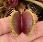 Dionaea Red Dragon