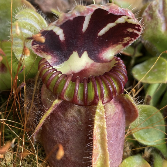 Cephalotus follicularis