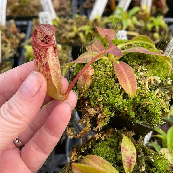 Nepenthes sibuyanensis x ( maxima x talangensis )