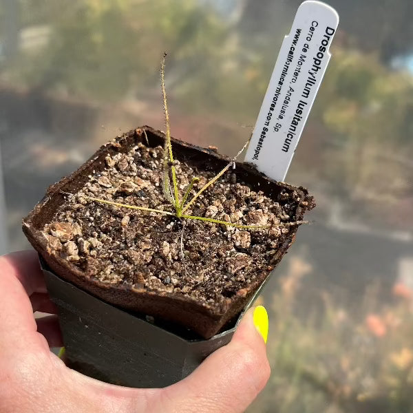 Drosophyllum lusitanicum