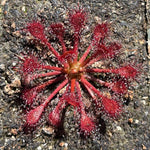 Drosera intermedia x capillaris sundew