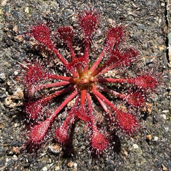 Drosera intermedia x capillaris sundew