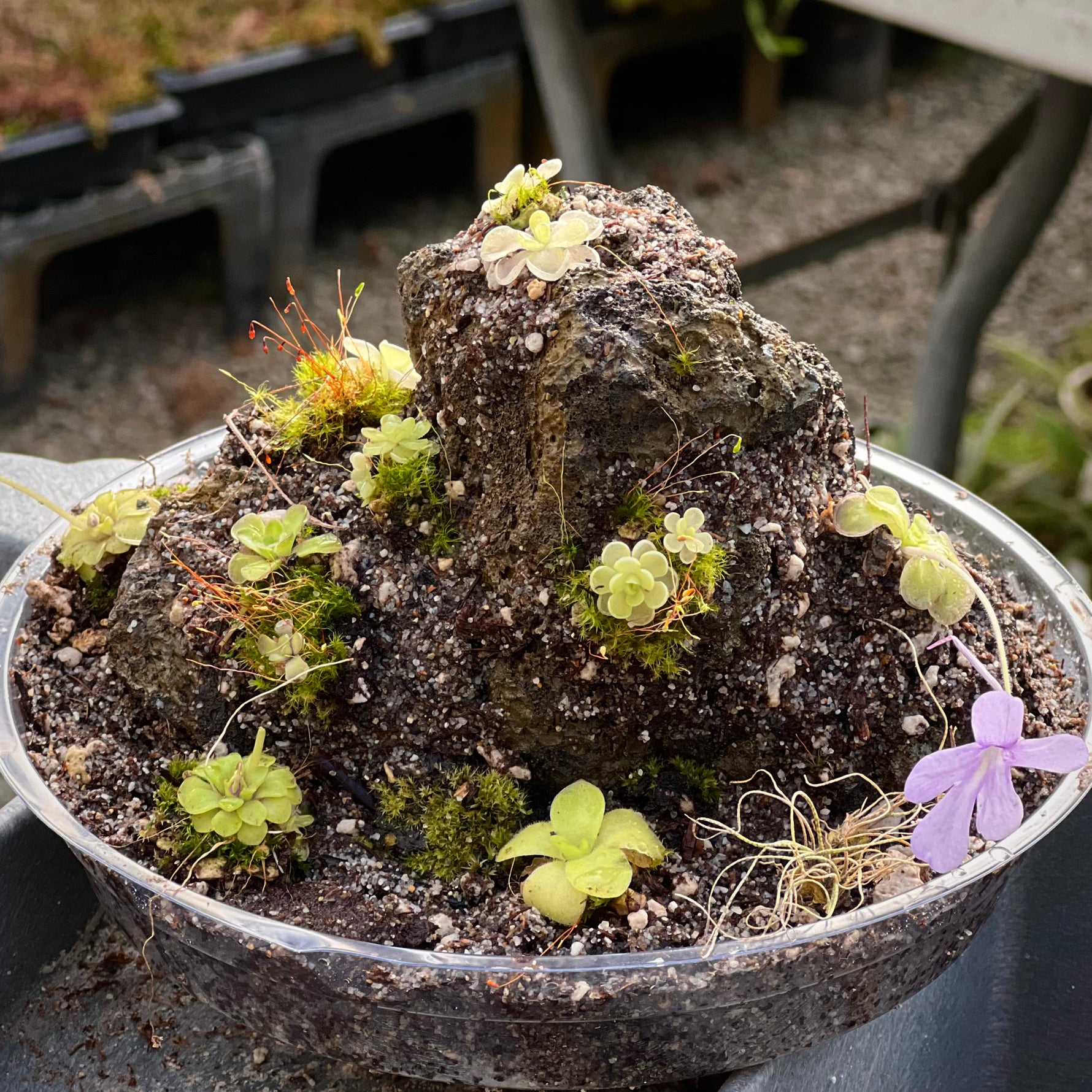 pinguicula potting mix 1 Build Your Own Pinguicula Rock Kit