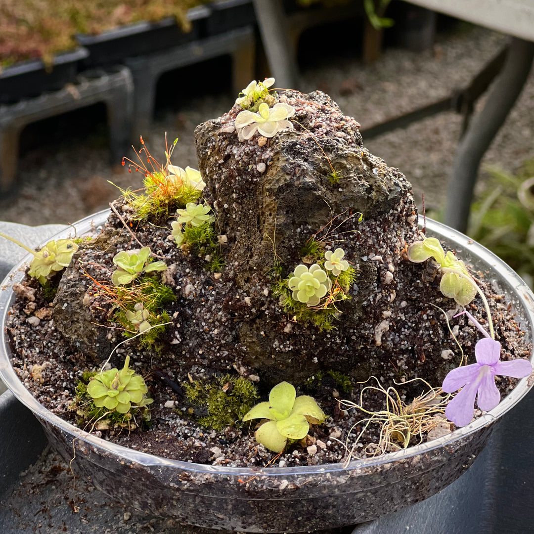 Pinguicula Rock