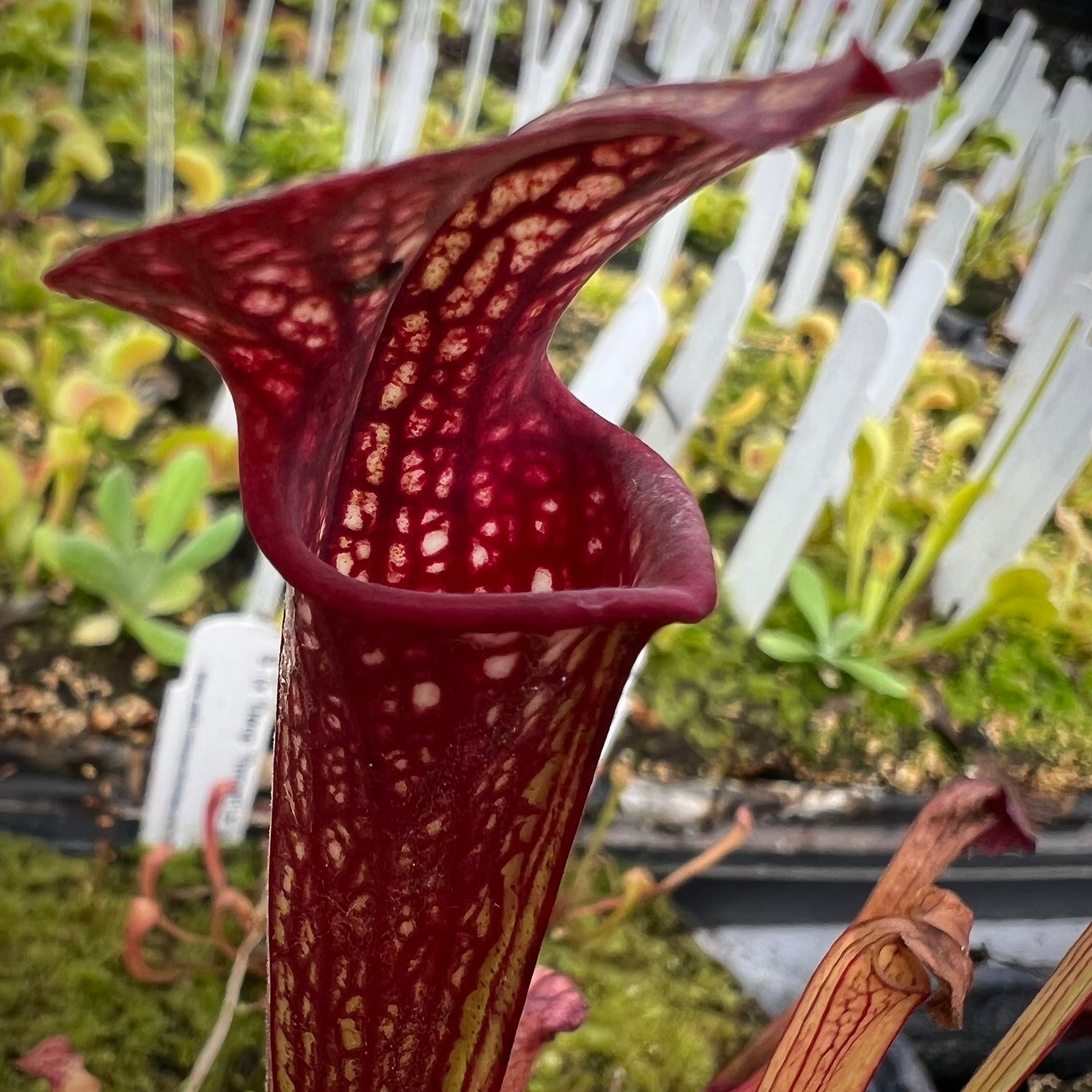 Sarracenia ( ‘Deep Throat’ ) x ( ‘Adrian Slack’ ) Potted