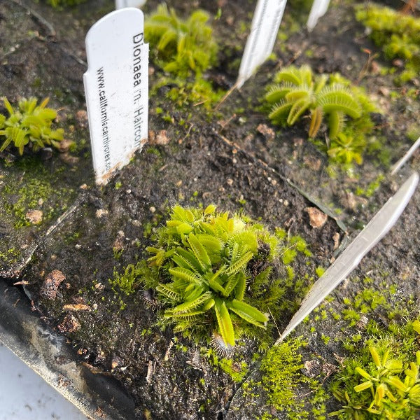 Dionaea haircomb