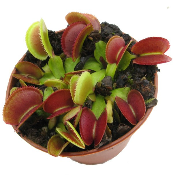Dionaea Periscope