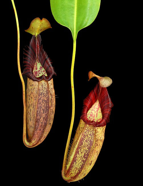 Nepenthes robcantleyi x spectabilis Potted