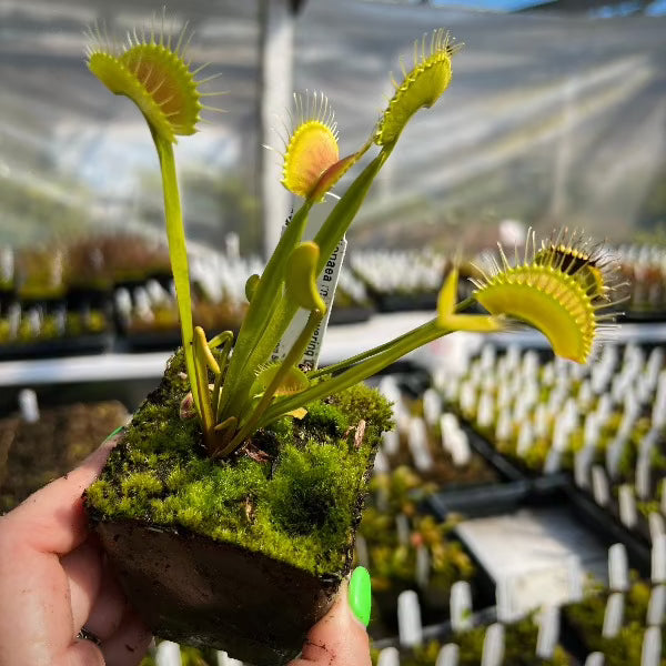 Dionaea Towering Giant