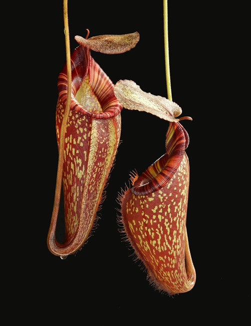 Nepenthes talangensis x spectabilis Potted