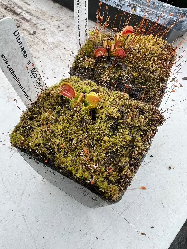 Dionaea m. "023 Carnivoria"