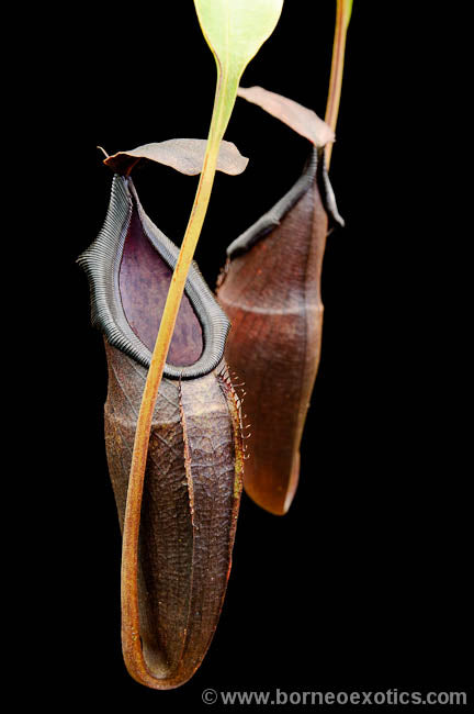 Nepenthes inermis x bongso Potted