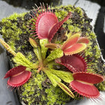 Dionaea Dragons Breath