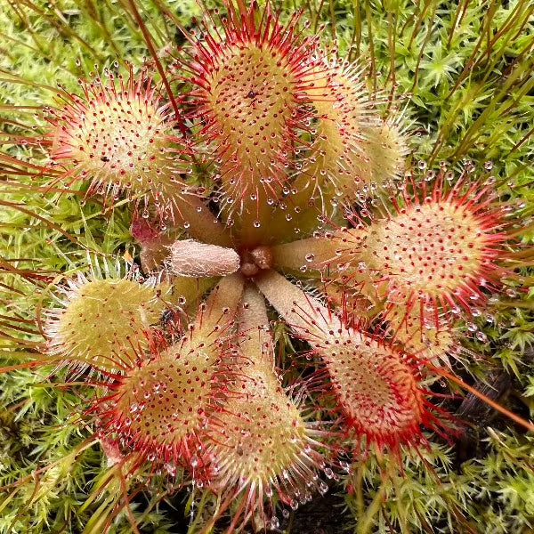 Drosera natalensis sundew