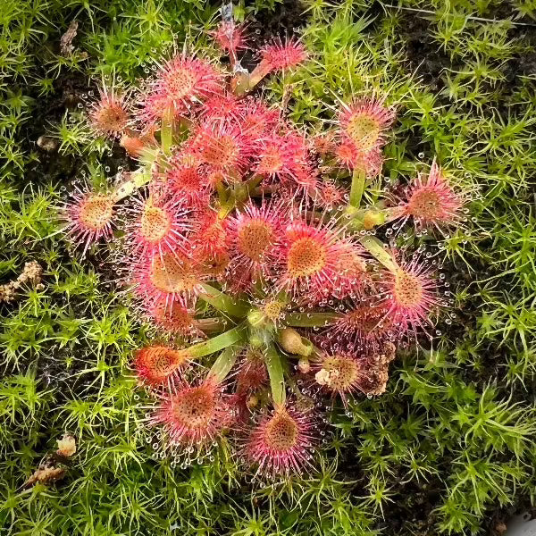 Drosera pulchella pink flower sundew