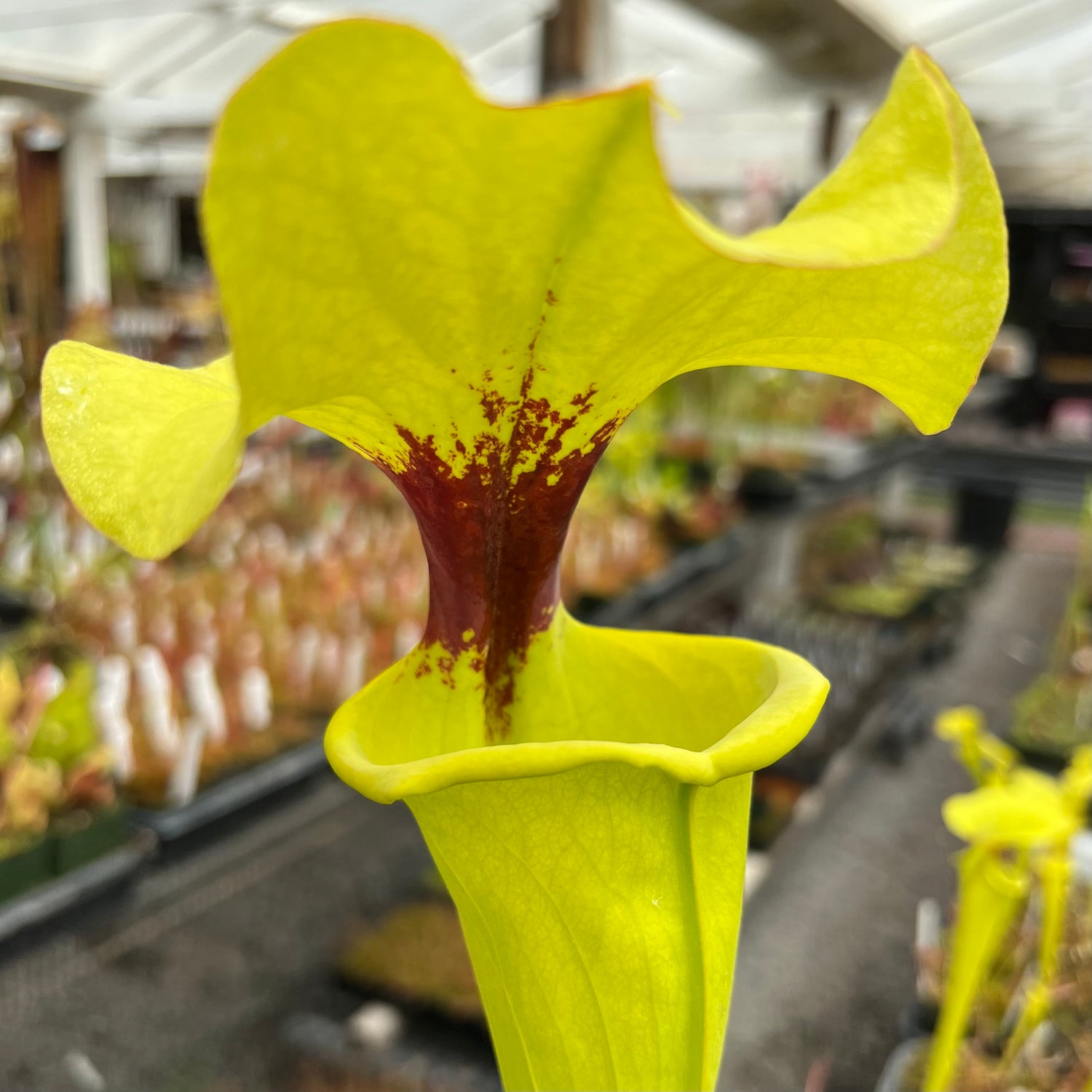 Sarracenia flava v. rugelii “Okaloosa Co, FL” Potted