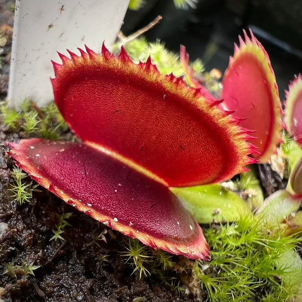 Dionaea m. "Big Dracula"