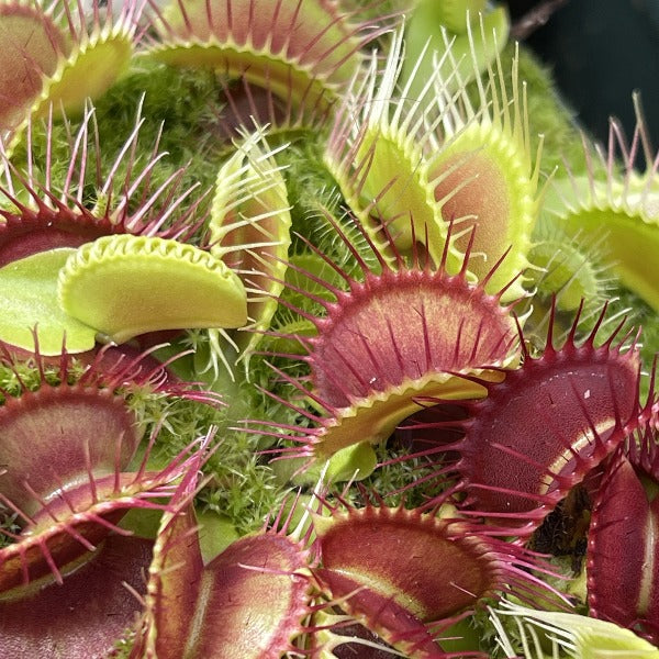 Dionaea Phalanx