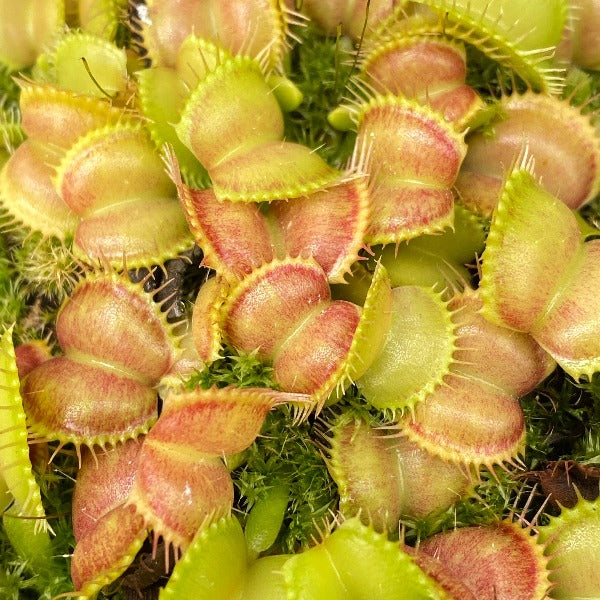 Dionaea Moon Trap