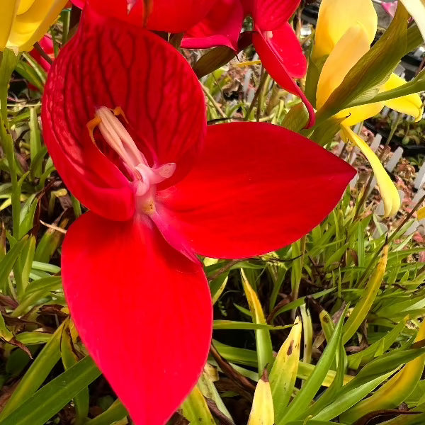 Disa Diores Orchid