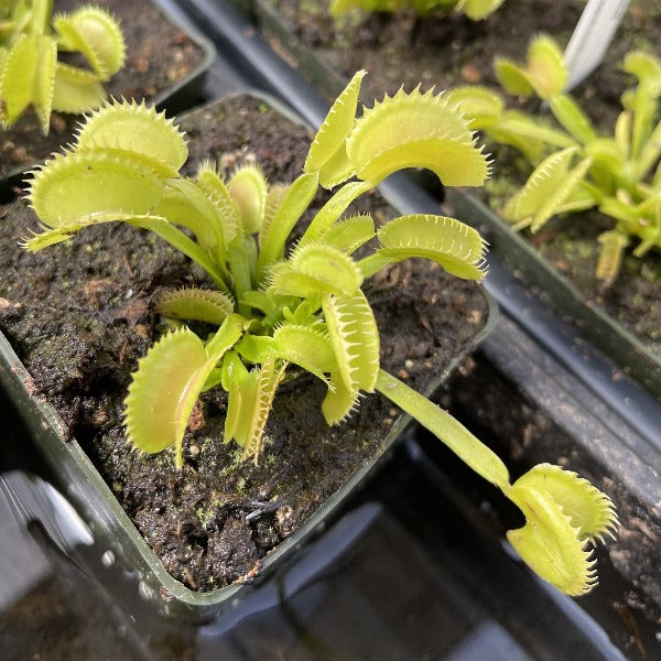 Dionaea dente