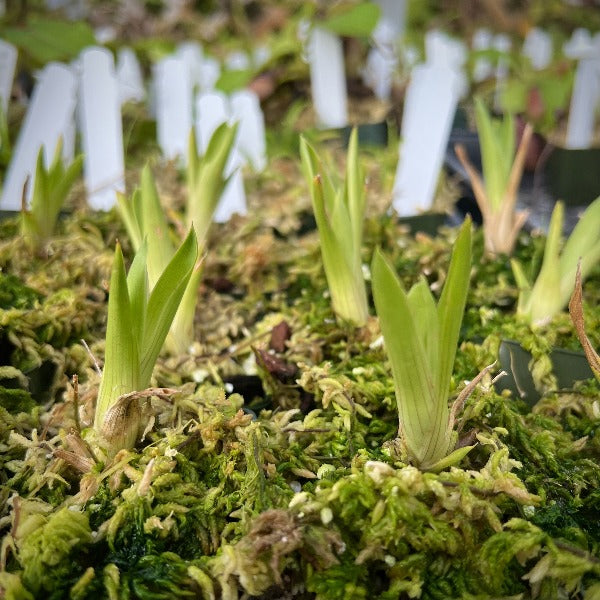 Brocchinia reducta