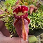 Cephalotus follicularis "Norma"