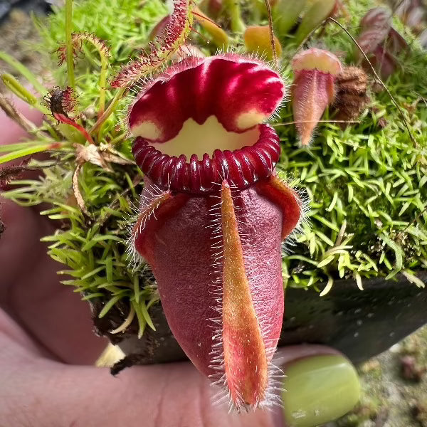 Cephalotus follicularis "Norma"