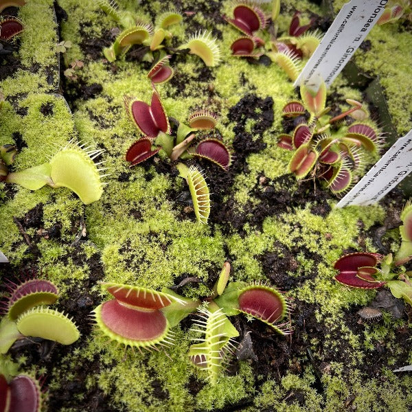 Dionaea ginormous