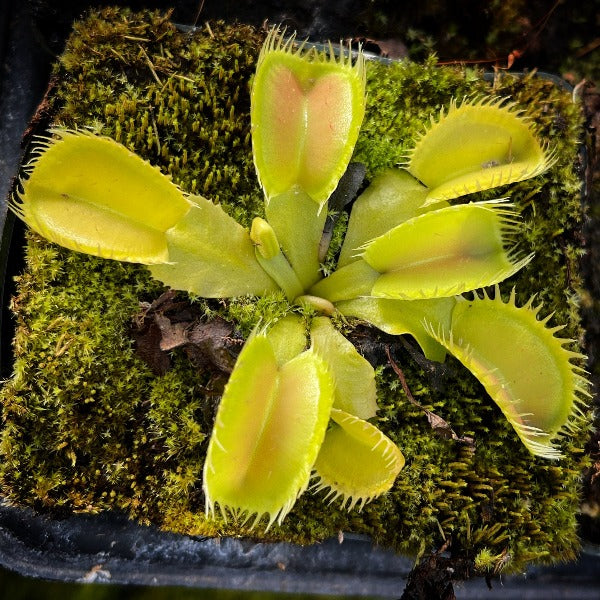 Dionae Triton