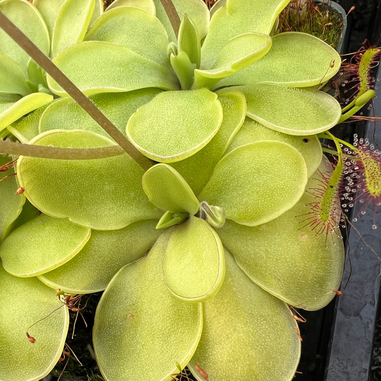 Pinguicula x “Primrose Path” BARE ROOT