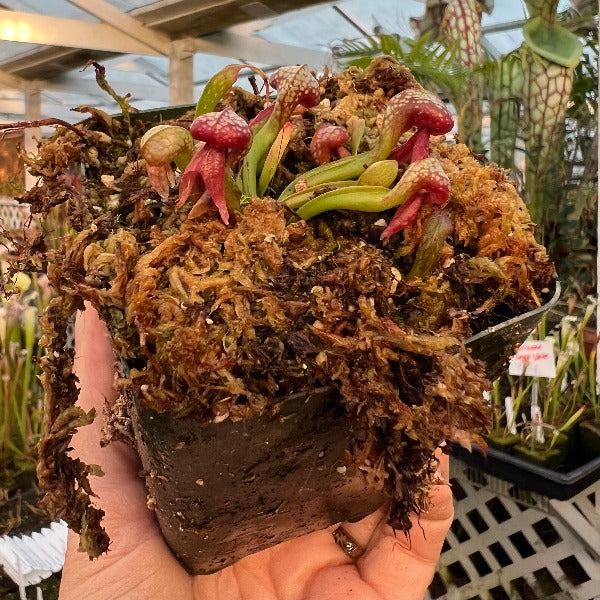 Darlingtonia californica