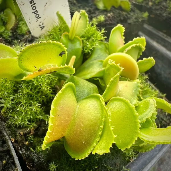 Dionaea GJ Giant Cudo