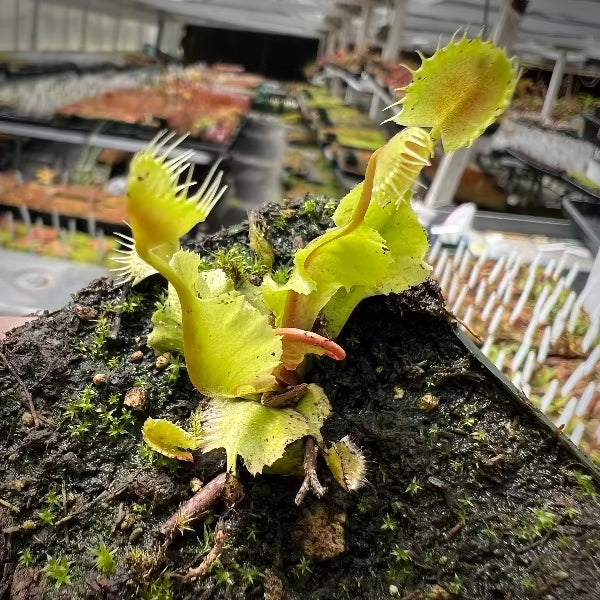 Dionaea Cup Trap