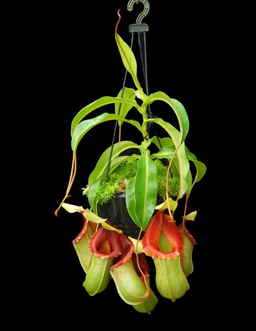 Nepenthes veitchii x ventricosa Potted