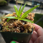 Disa uniflora “yellow flower”
