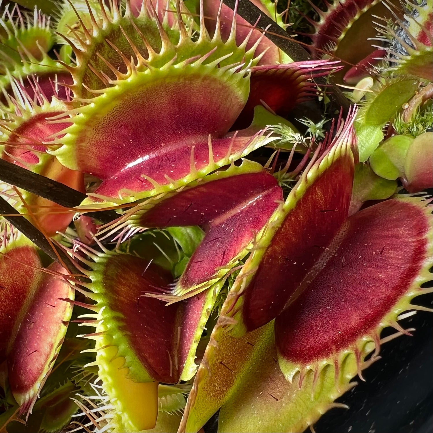Seed Pack Dionaea m. ‘Fine Tooth x Red’ (12 seeds/pack)