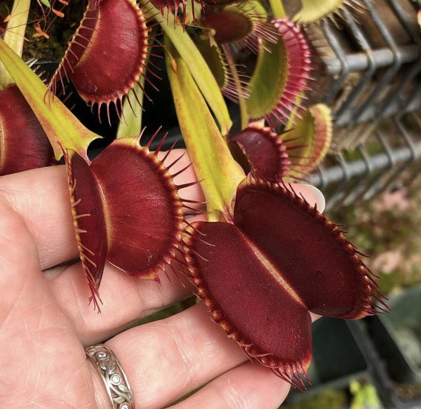 Dionaea Titan Seed Pack